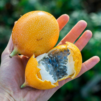 Sweet Granadilla