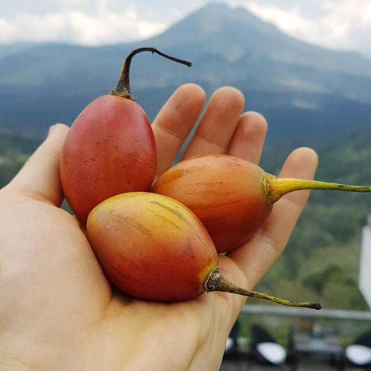 Tamarillo
