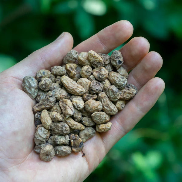 Tiger nut
