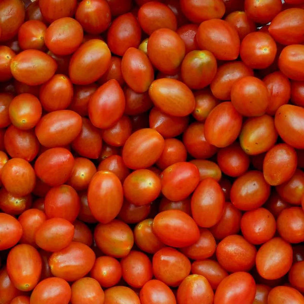 Tomate cerise Roma