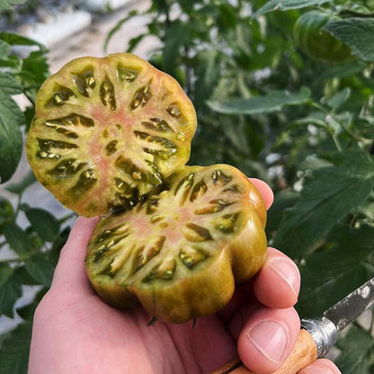 Tomate Raf Primora