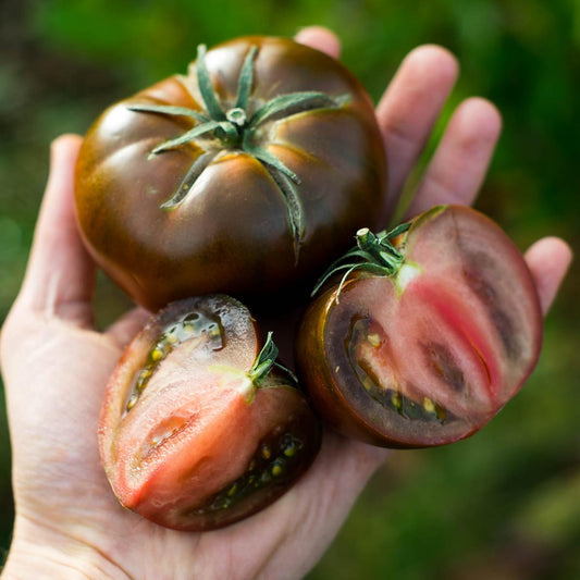 Tomate Raf schwarz