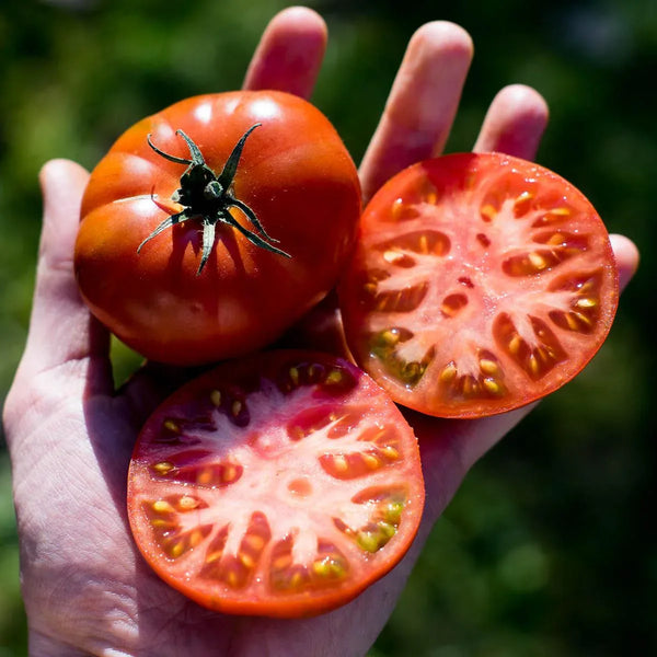 Tomate Rébellion
