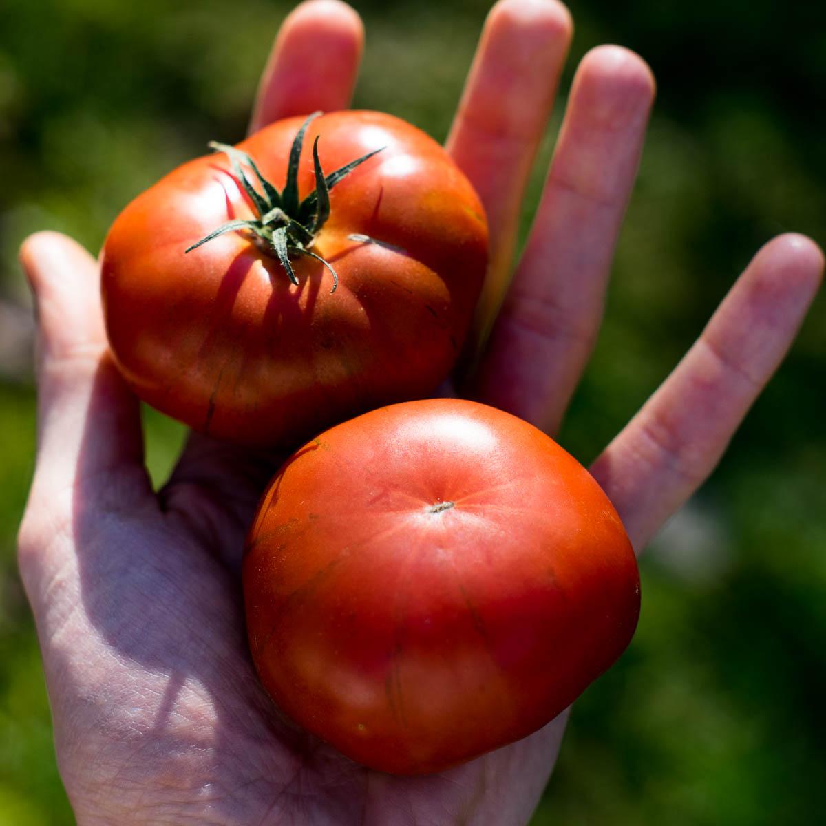 Tomate Rebelion