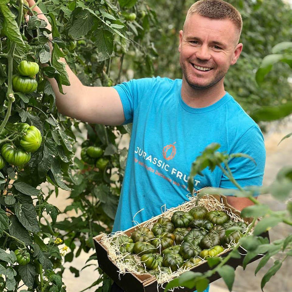 Tomate rustique