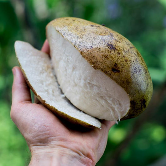 Wani weiße Mango