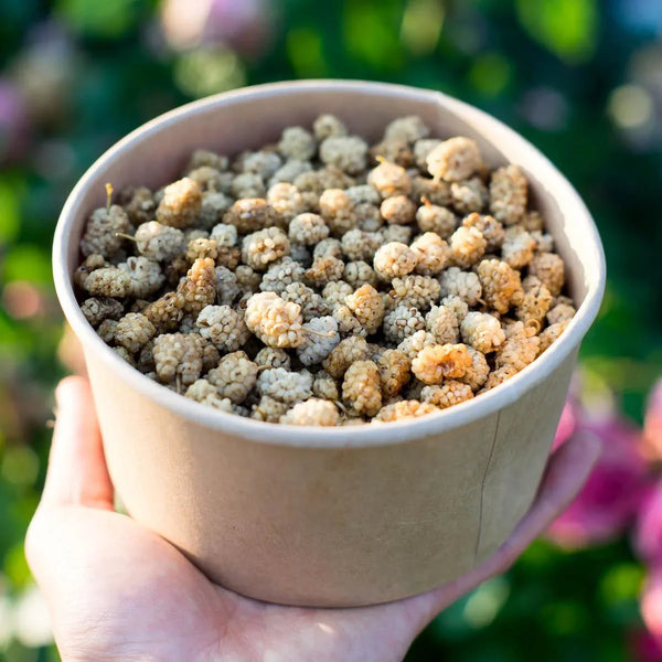 White Mulberry dried