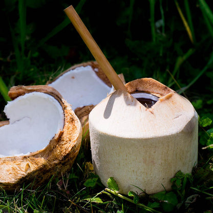 Junge Frische Trink Kokosnuss Pagode