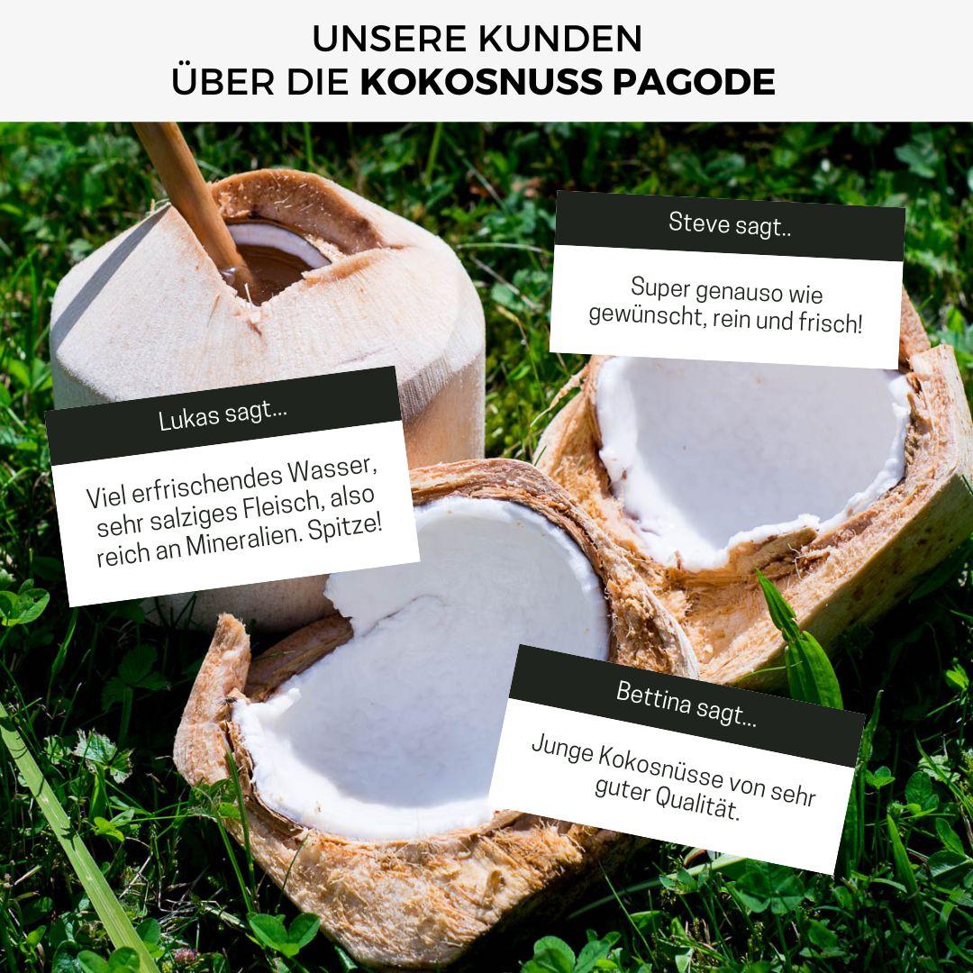 Junge Frische Trink Kokosnuss Pagode