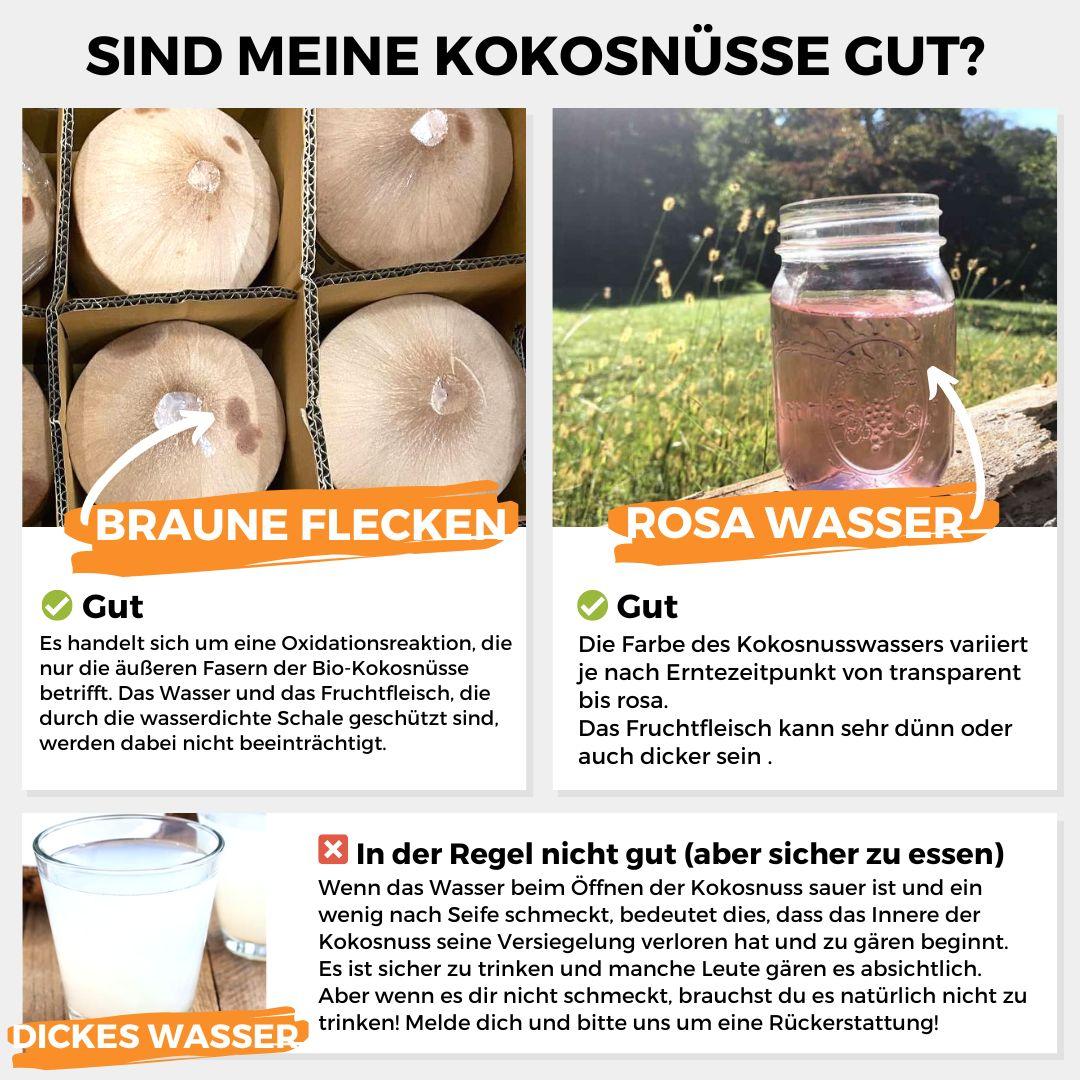 Junge Frische Trink Kokosnuss Pagode