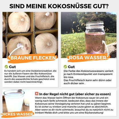 Junge Frische Trink Kokosnuss Pagode