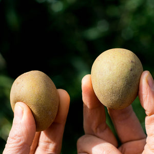 Step 1 - Check Ripeness