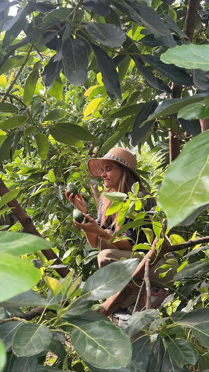 Christina, de notre équipe, cueille des avocats dans l'arbre, coiffée d'un chapeau de paille