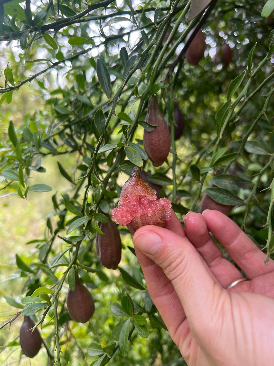 Un citron caviar rose ouvert sur l'arbre