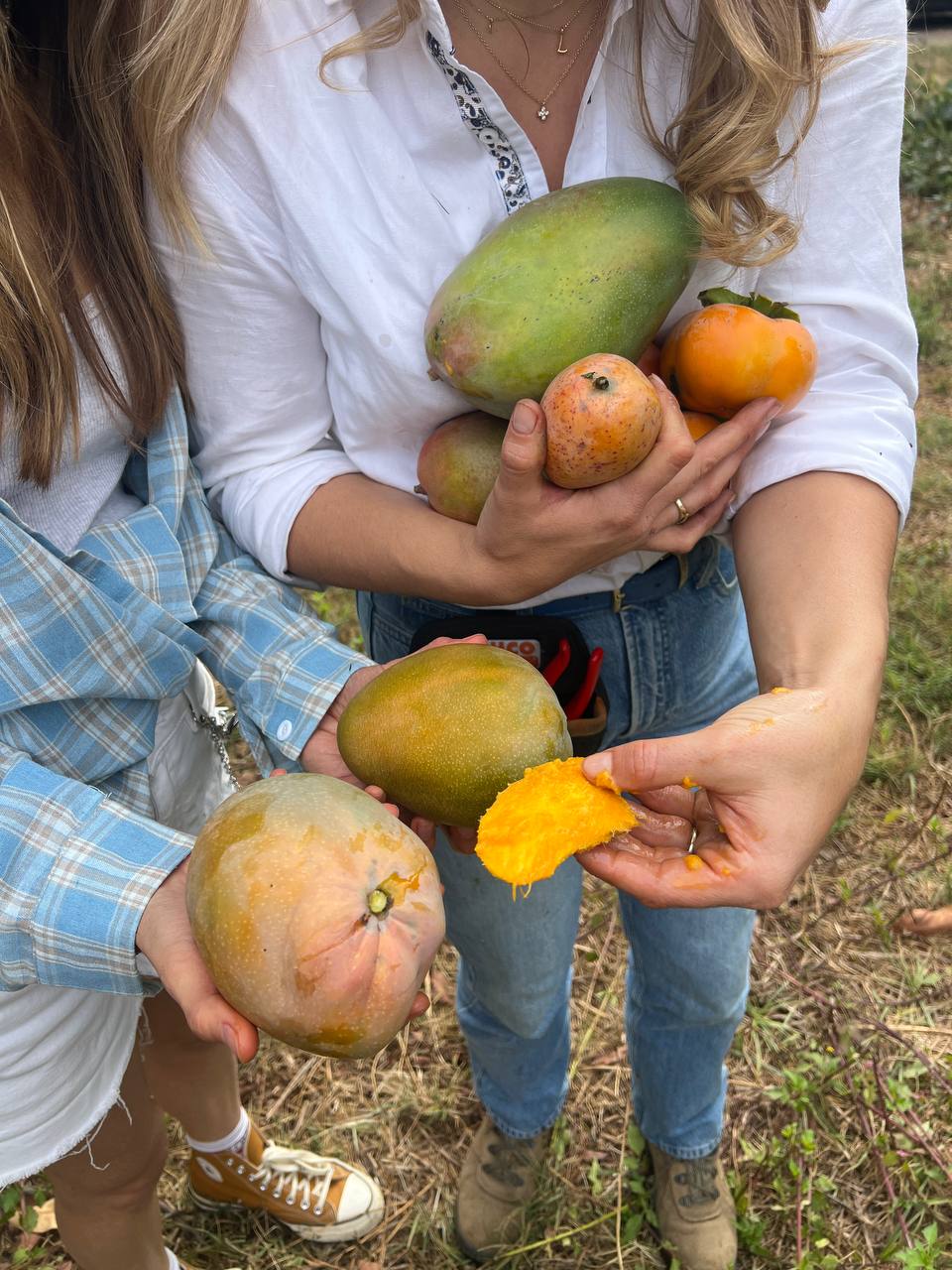 Des mains qui tiennent des mangues et des kakis, avec une mangue coupée