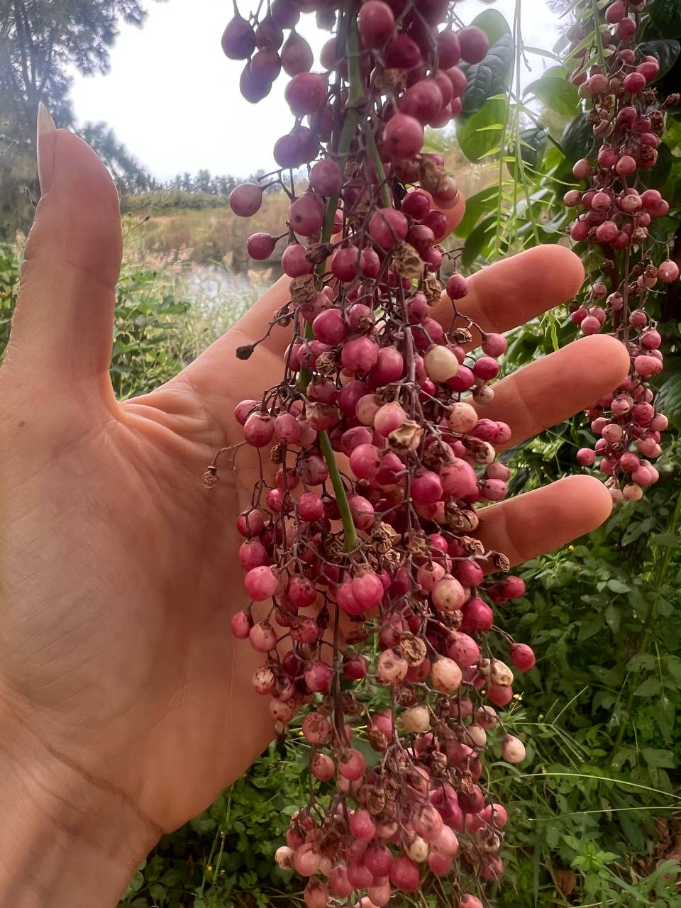 Une grappe de baies de poivre rose dans une main